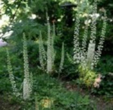 Black Cohosh Extract